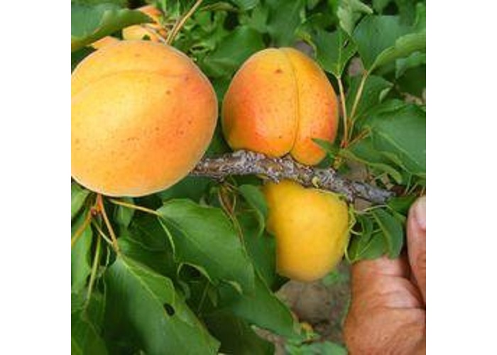 Prunus Armeniaca Harmat / Harmat Kajszi